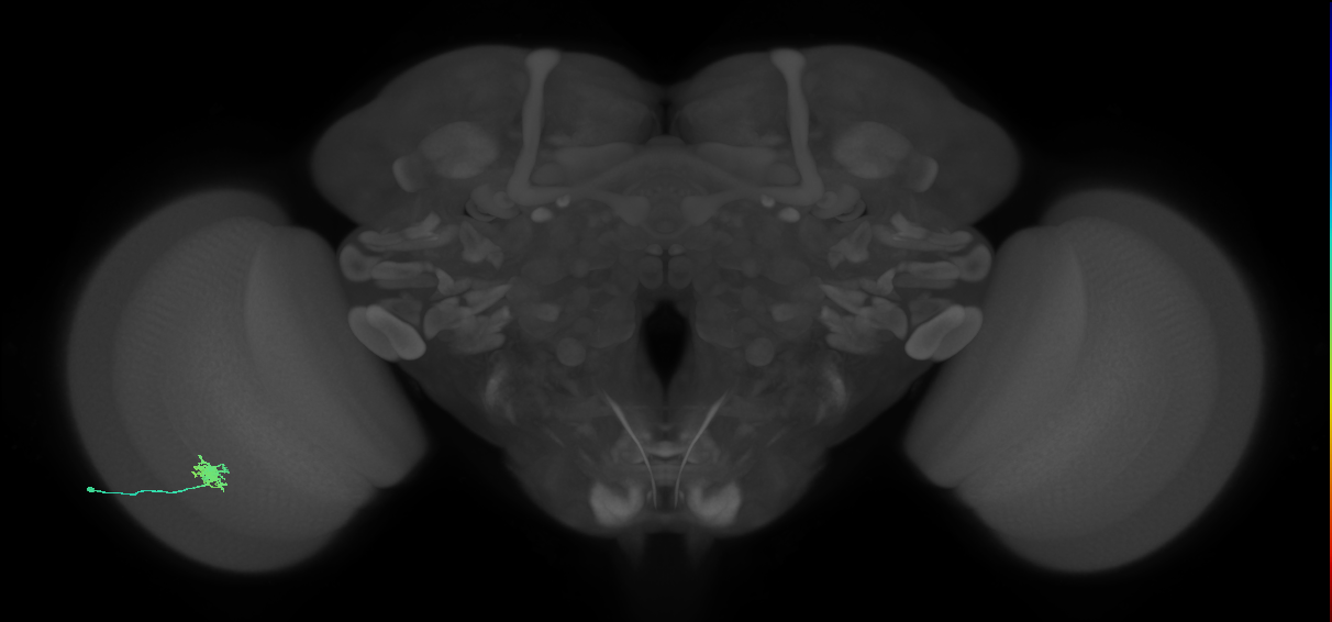 Dm8b_L (MaleCNS:148961)