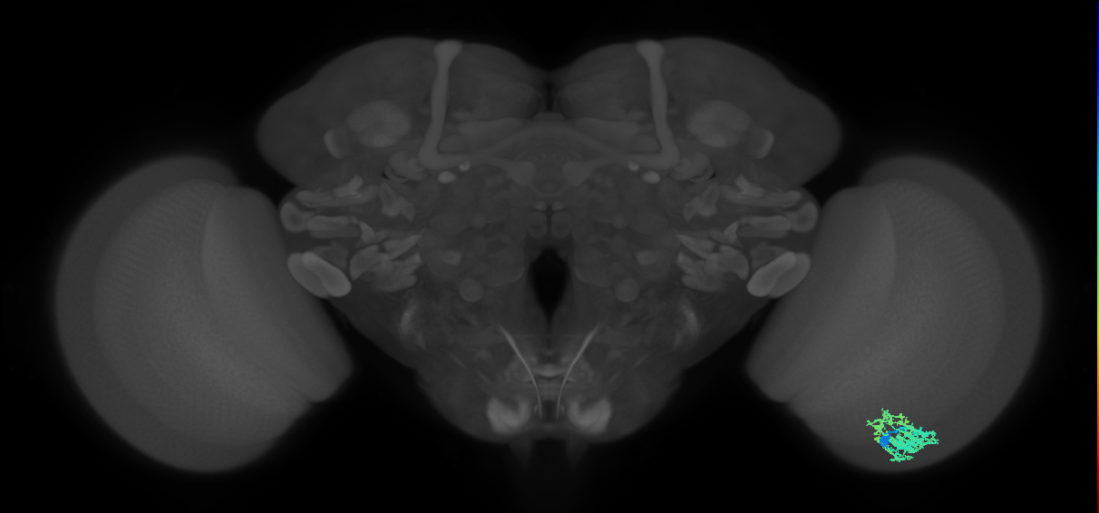 Dm9_R (MaleCNS:41838)