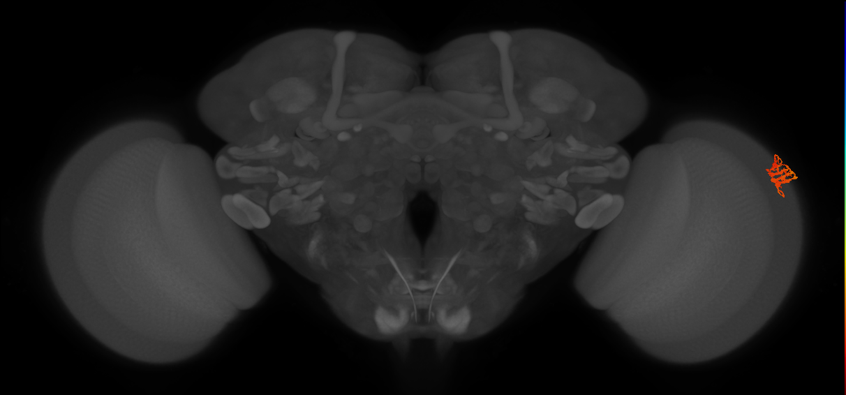 Dm9_R (MaleCNS:71818)