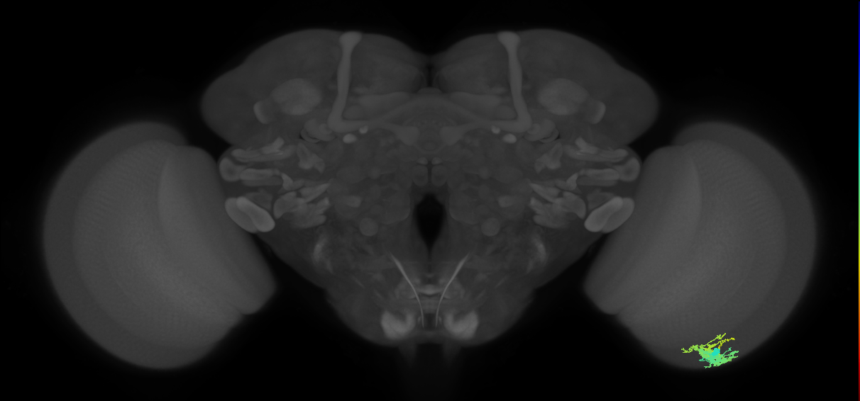 Dm9_R (MaleCNS:221742)