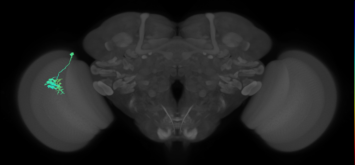 Dm9_L (MaleCNS:170067)