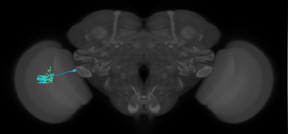 Dm9_L (MaleCNS:93643)