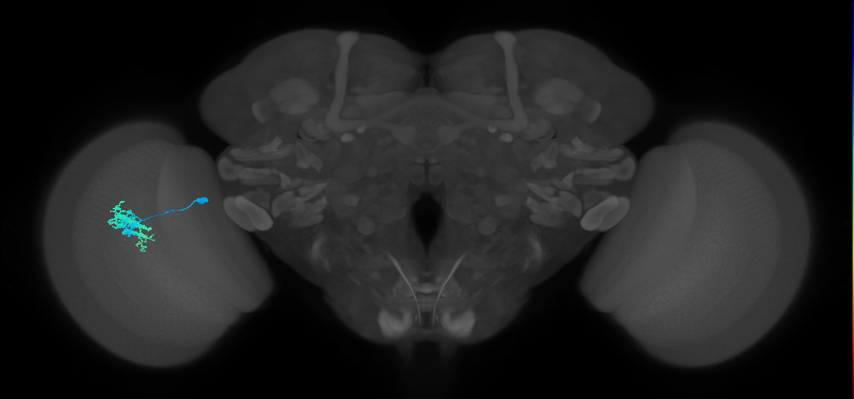 Dm9_L (MaleCNS:108519)