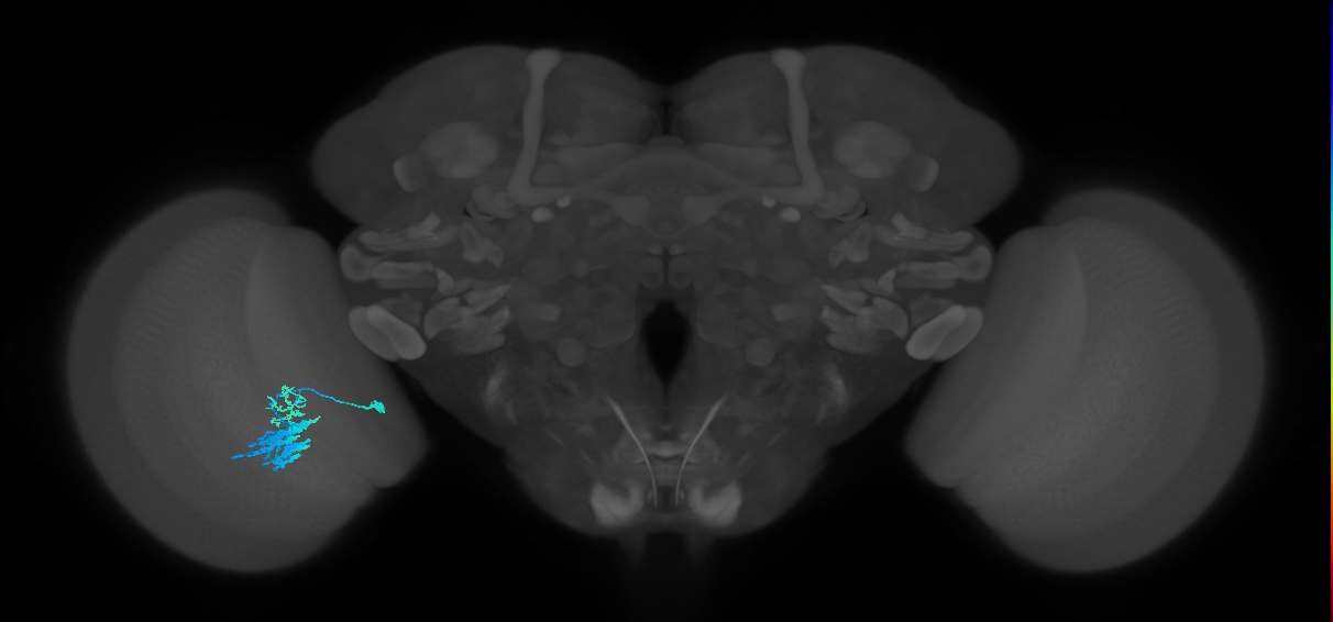 Dm9_L (MaleCNS:118285)