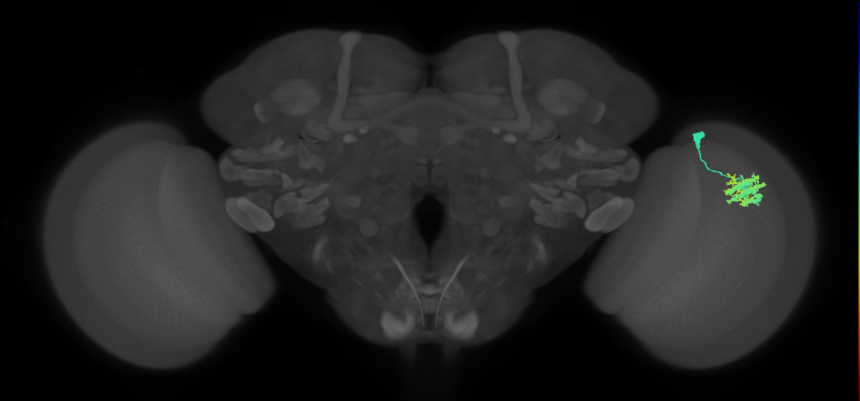 Dm9_R (MaleCNS:26392)