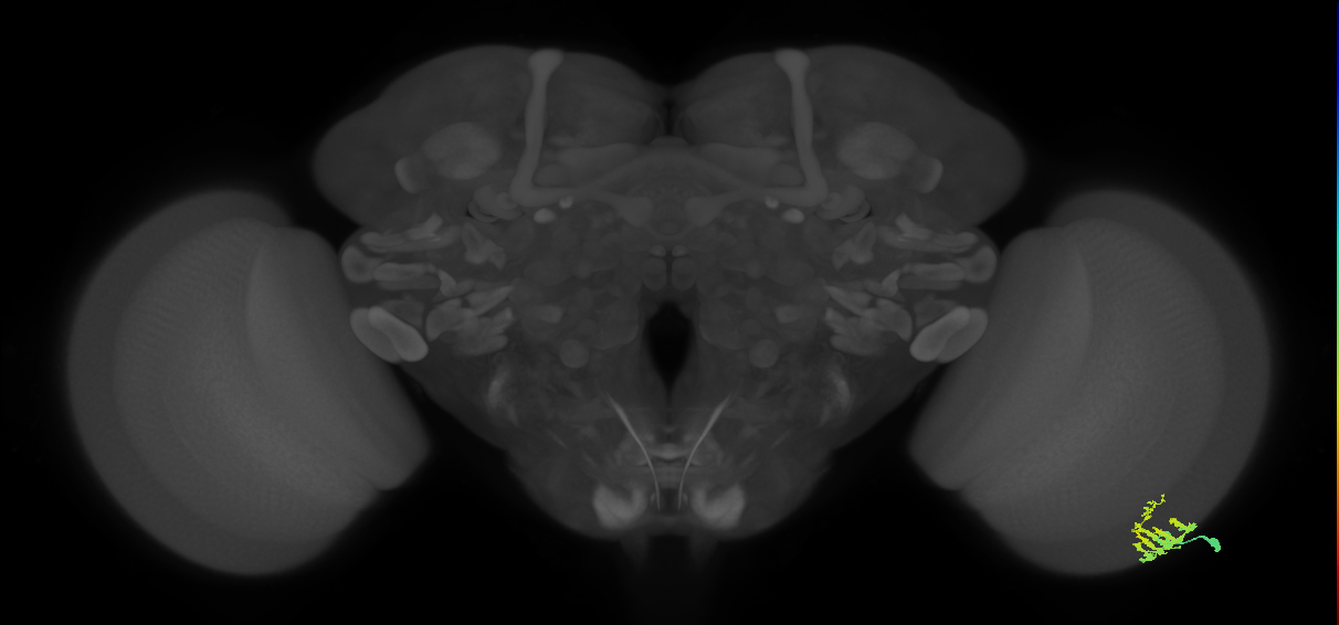 Dm9_R (MaleCNS:73137)