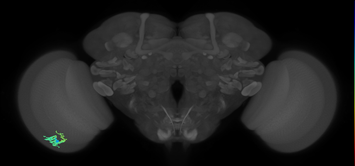 Dm9_L (MaleCNS:74904)