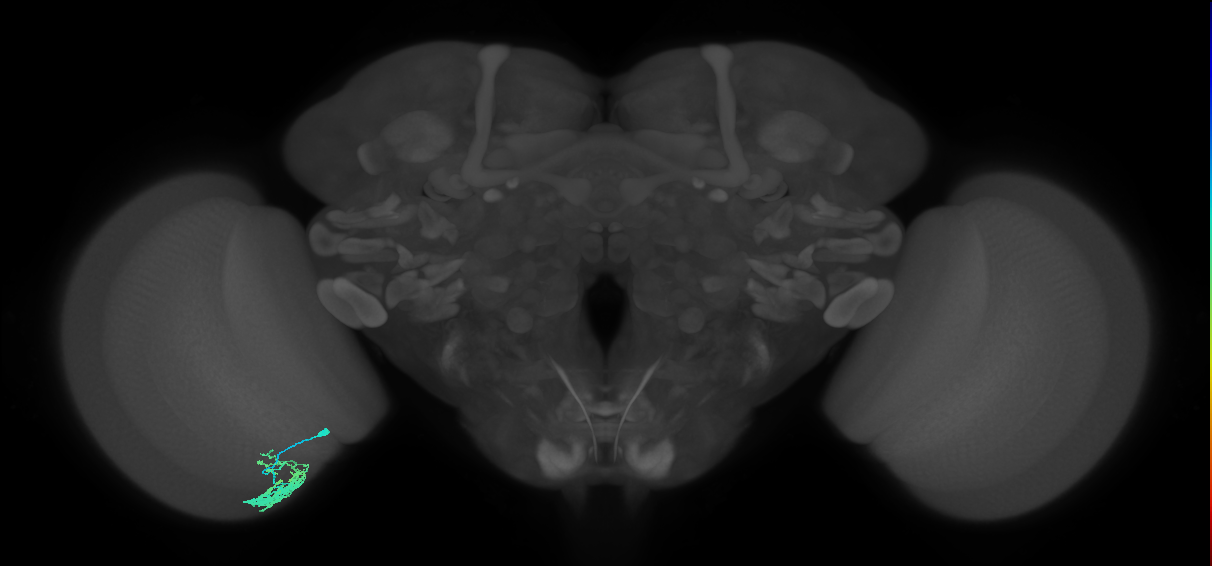 Dm9_L (MaleCNS:112051)