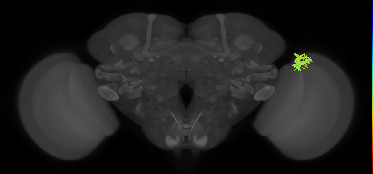 Dm9_R (MaleCNS:27902)