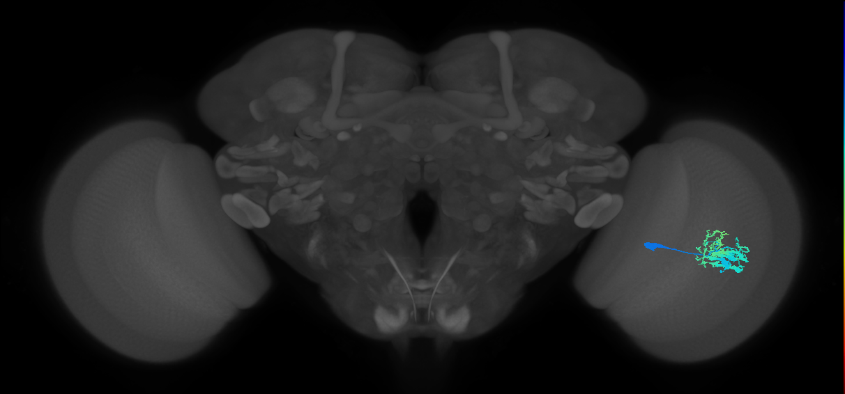 Dm9_R (MaleCNS:27445)