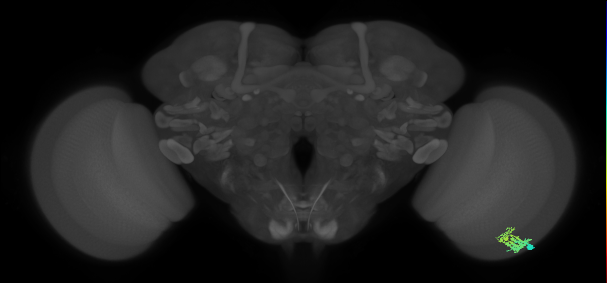 Dm9_R (MaleCNS:54175)