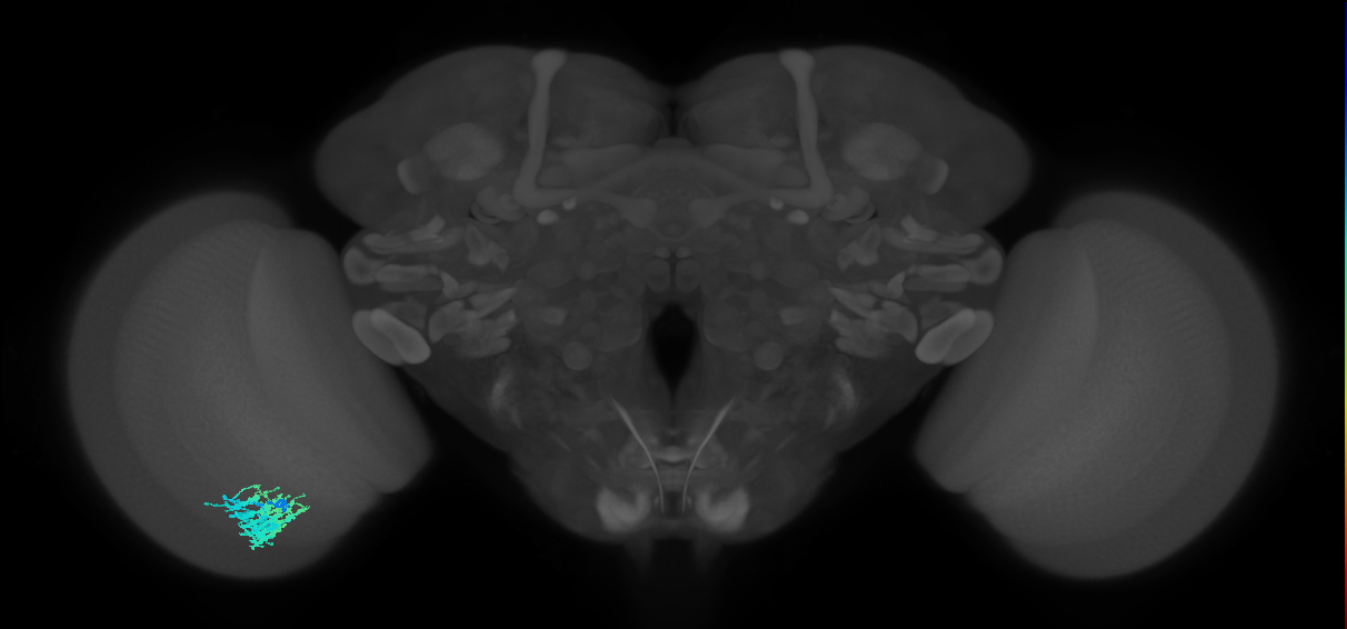 Dm9_L (MaleCNS:96886)