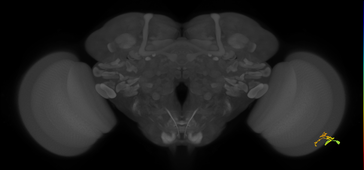 Dm9_R (MaleCNS:88705)