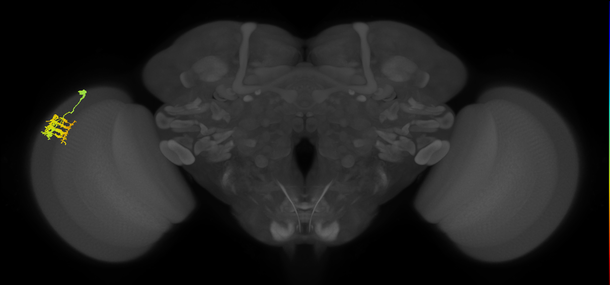 Dm9_L (MaleCNS:74129)