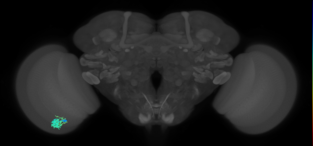 Dm9_L (MaleCNS:108213)