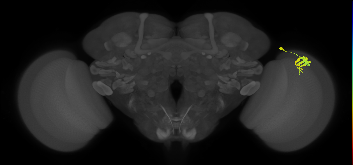 Dm9_R (MaleCNS:31501)