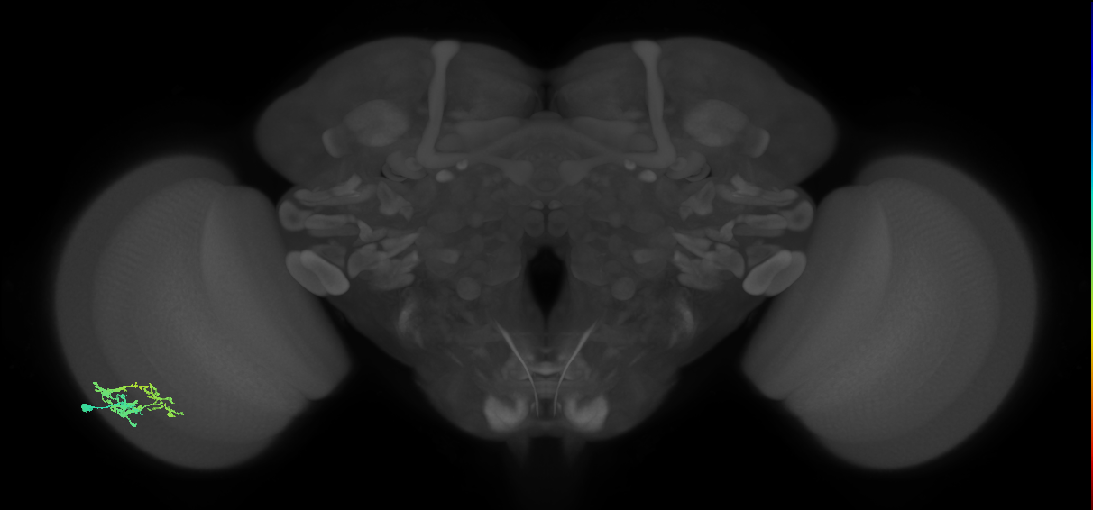 Dm9_L (MaleCNS:100511)
