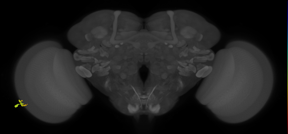 Dm9_L (MaleCNS:581229)