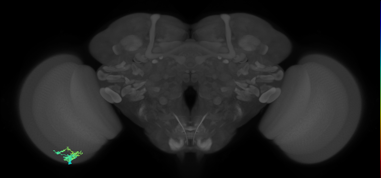 Dm9_L (MaleCNS:108465)