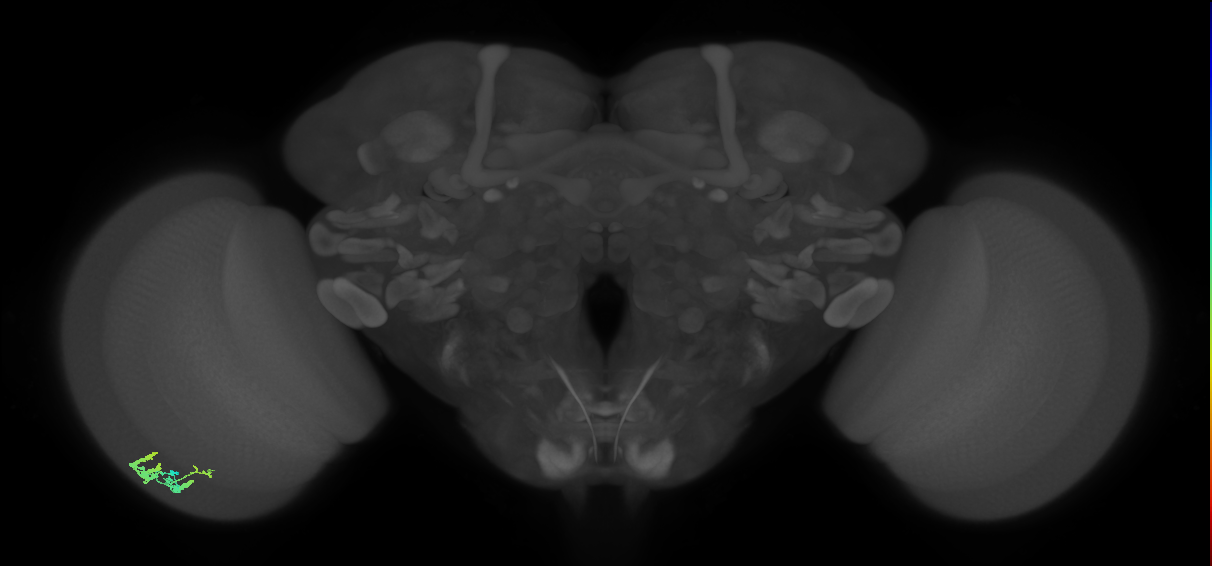 Dm9_L (MaleCNS:209297)