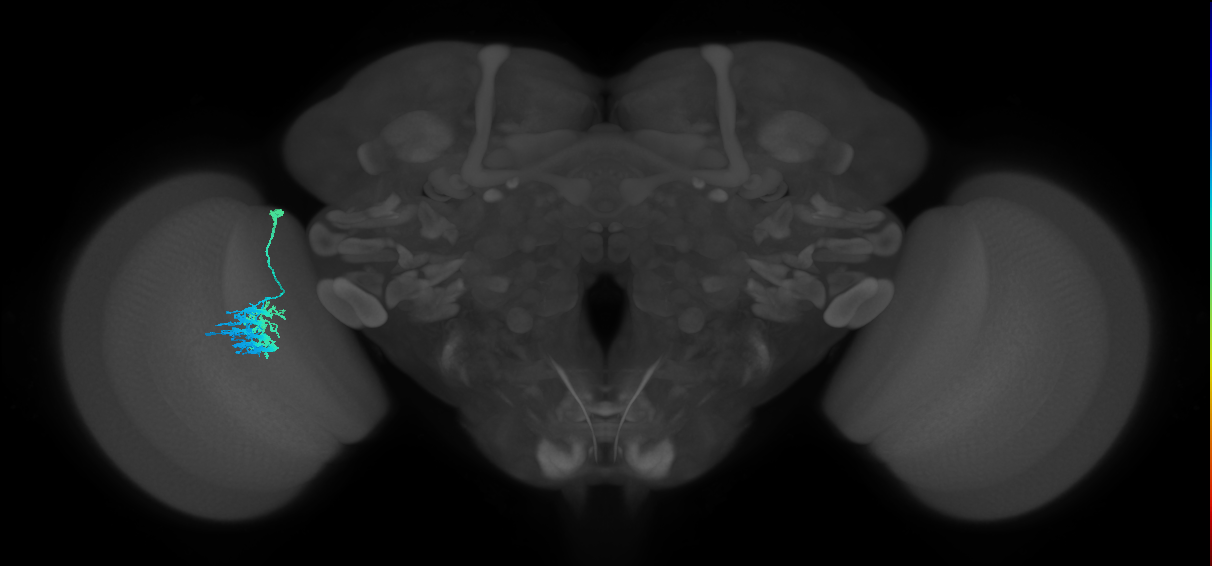 Dm9_L (MaleCNS:100296)