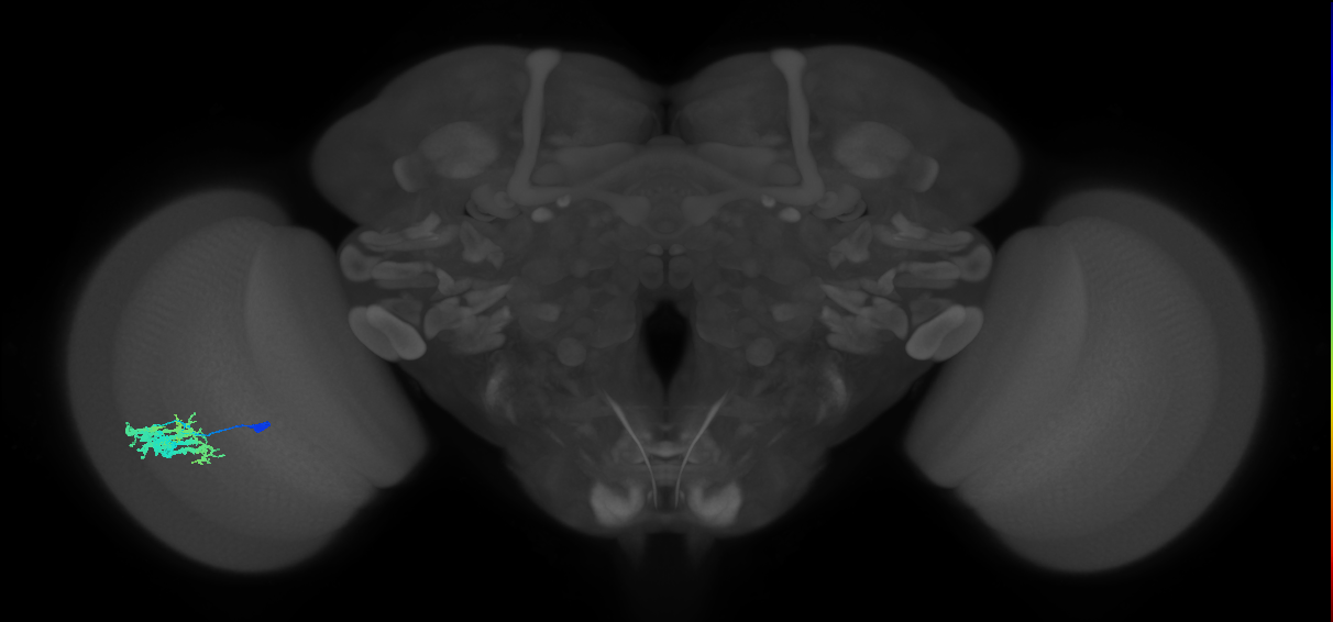 Dm9_L (MaleCNS:92546)