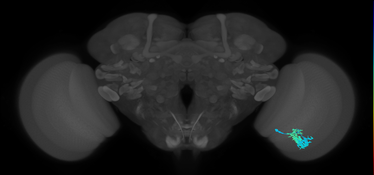 Dm9_R (MaleCNS:50993)