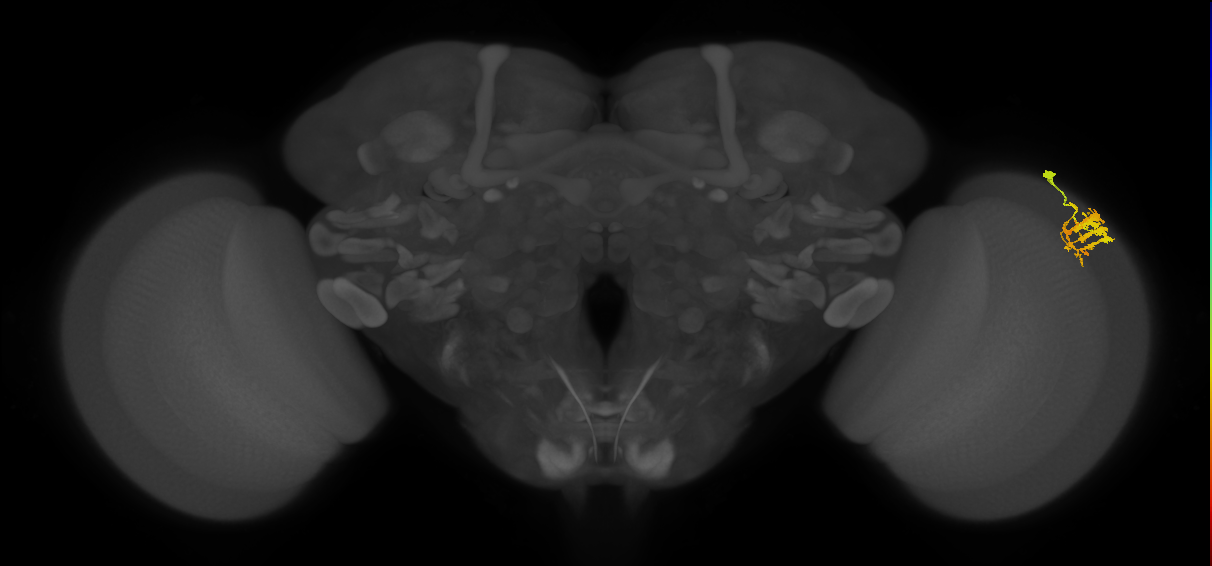 Dm9_R (MaleCNS:50529)