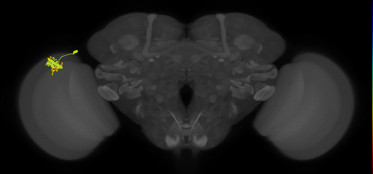 Dm9_L (MaleCNS:25244)