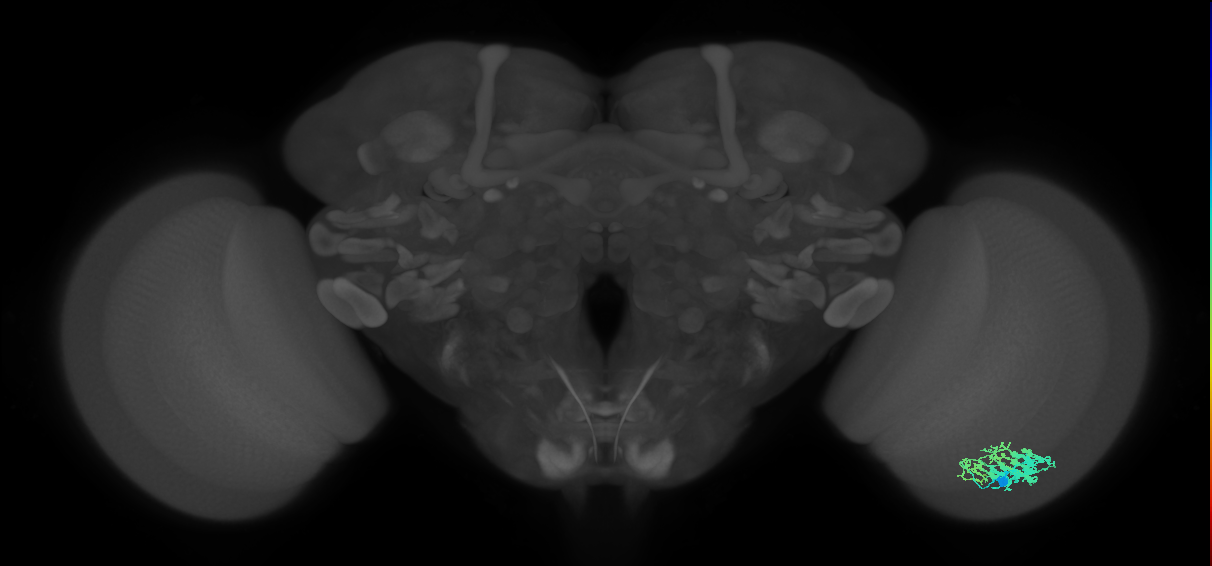 Dm9_R (MaleCNS:40812)