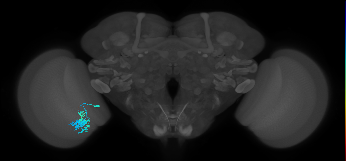 Dm9_L (MaleCNS:103492)