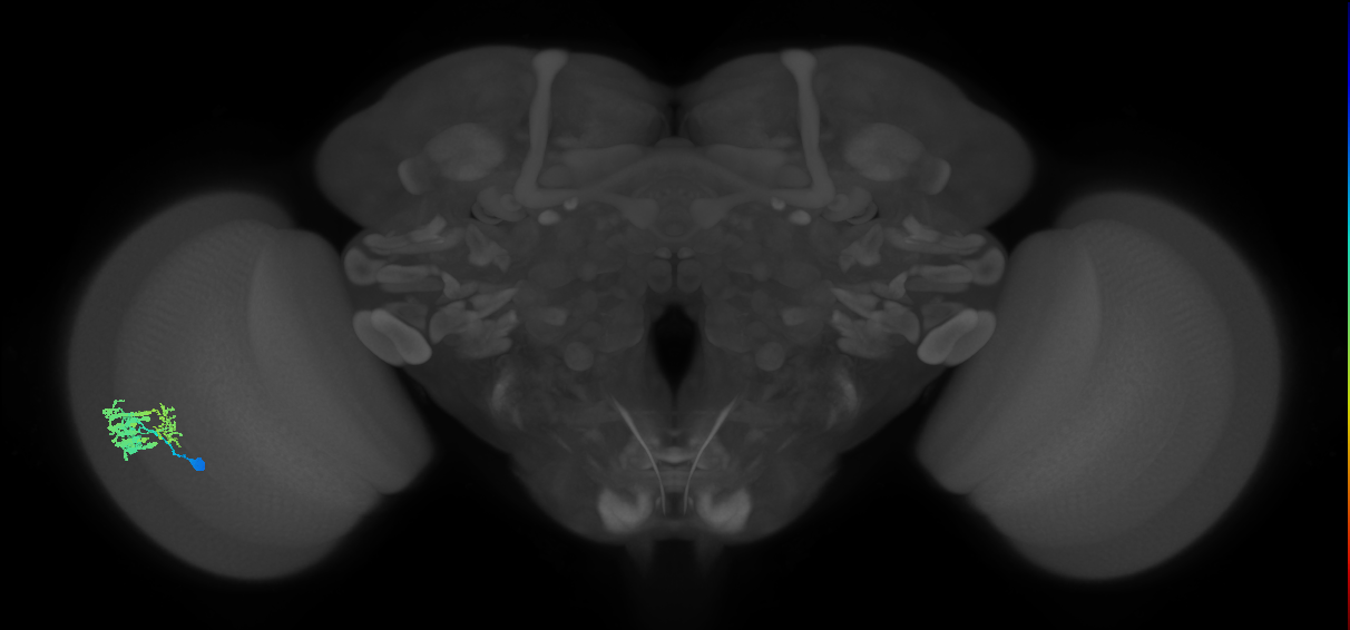 Dm9_L (MaleCNS:86747)