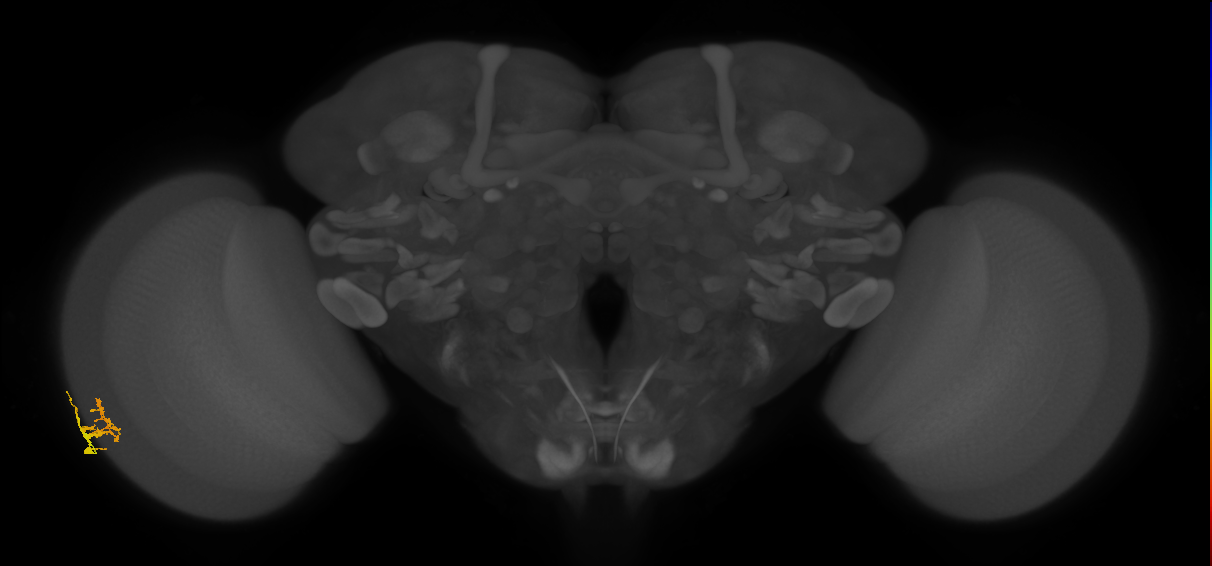 Dm9_L (MaleCNS:107456)