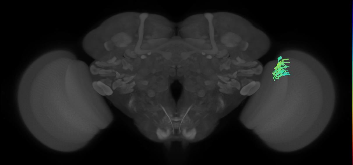 Dm9_R (MaleCNS:63845)