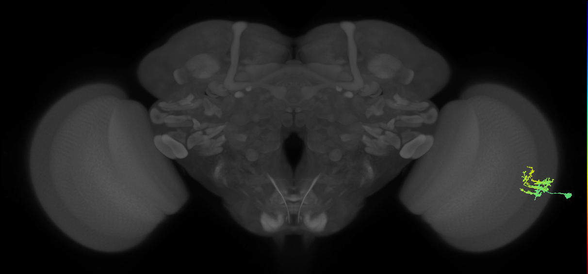 Dm9_R (MaleCNS:133653)
