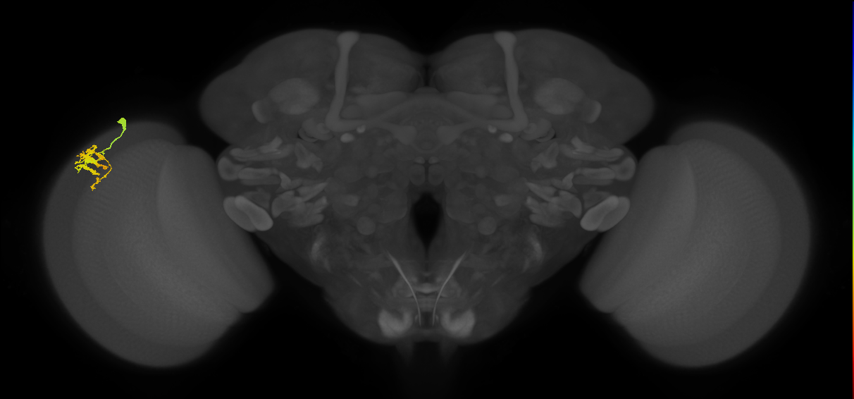 Dm9_L (MaleCNS:83854)