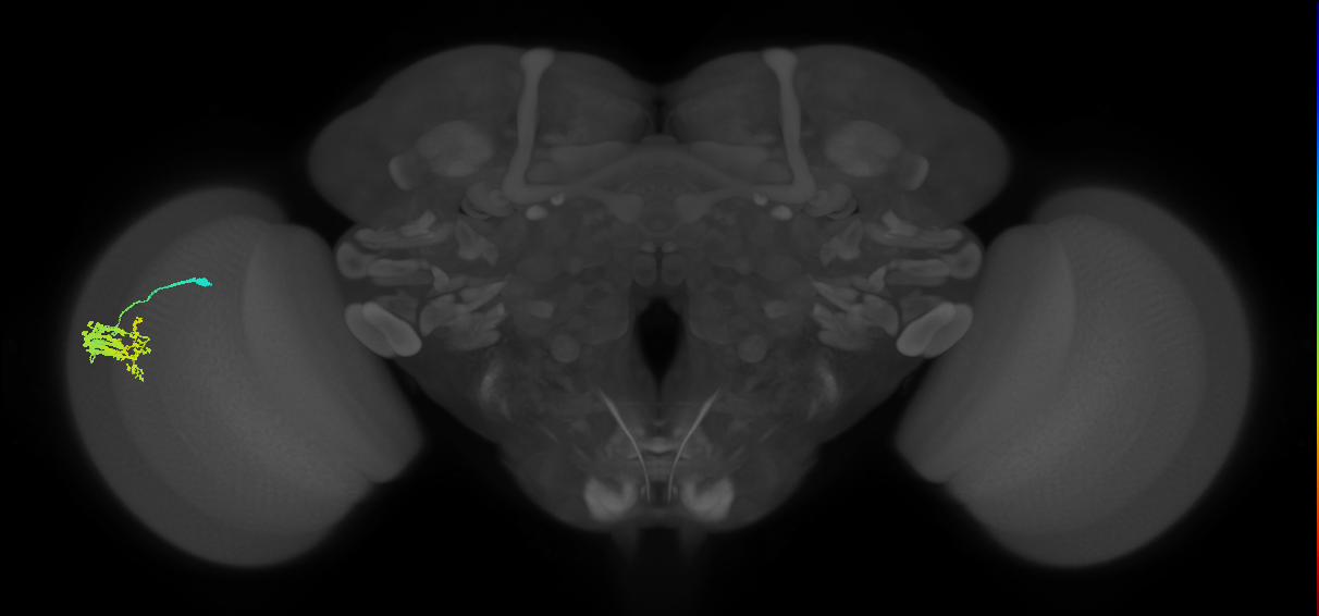 Dm9_L (MaleCNS:53453)