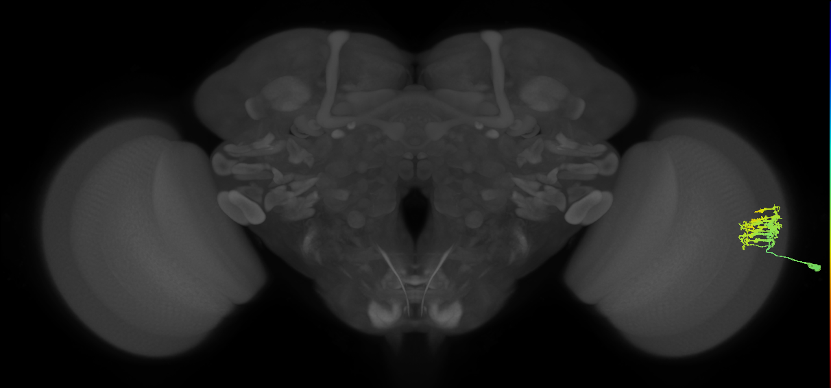 Dm9_R (MaleCNS:113834)