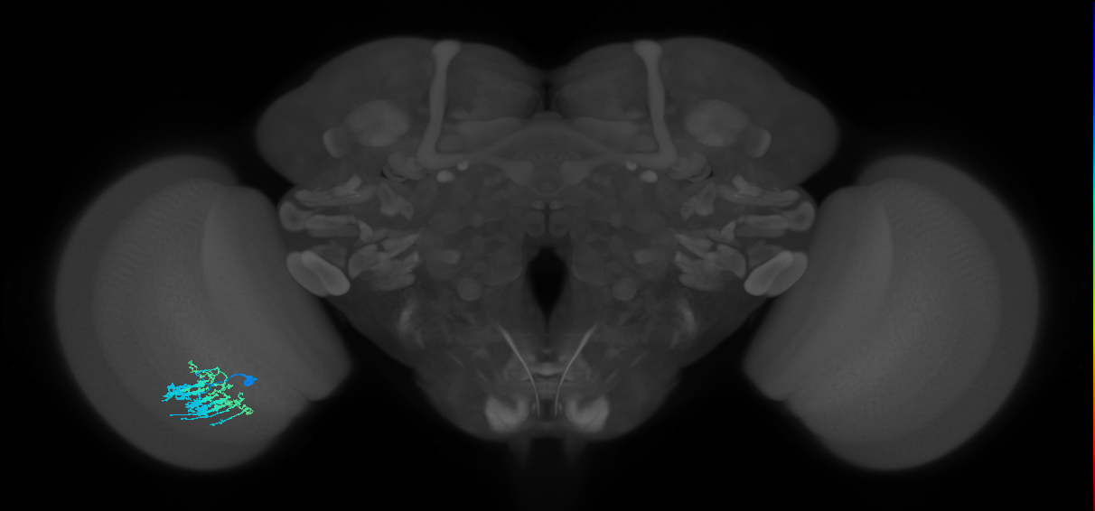 Dm9_L (MaleCNS:107751)
