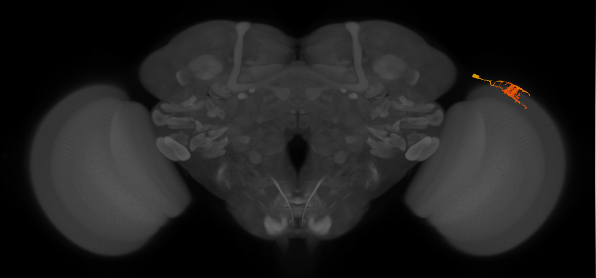 Dm9_R (MaleCNS:542232)