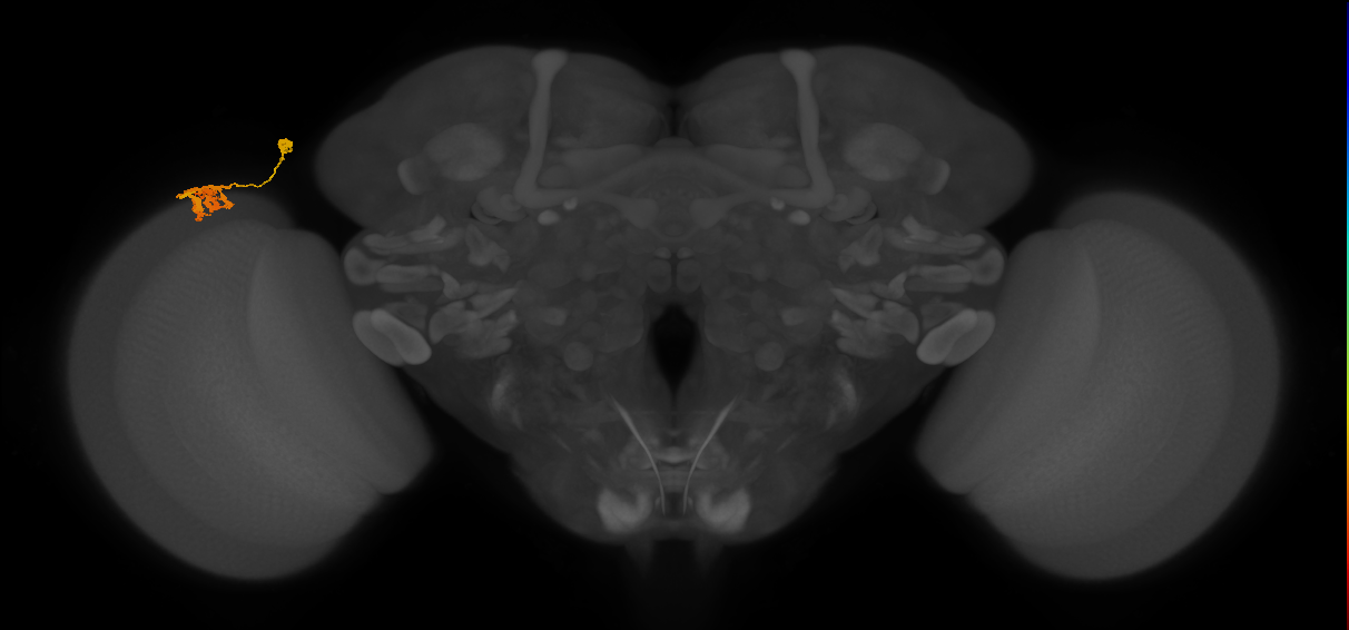 Dm9_L (MaleCNS:102092)
