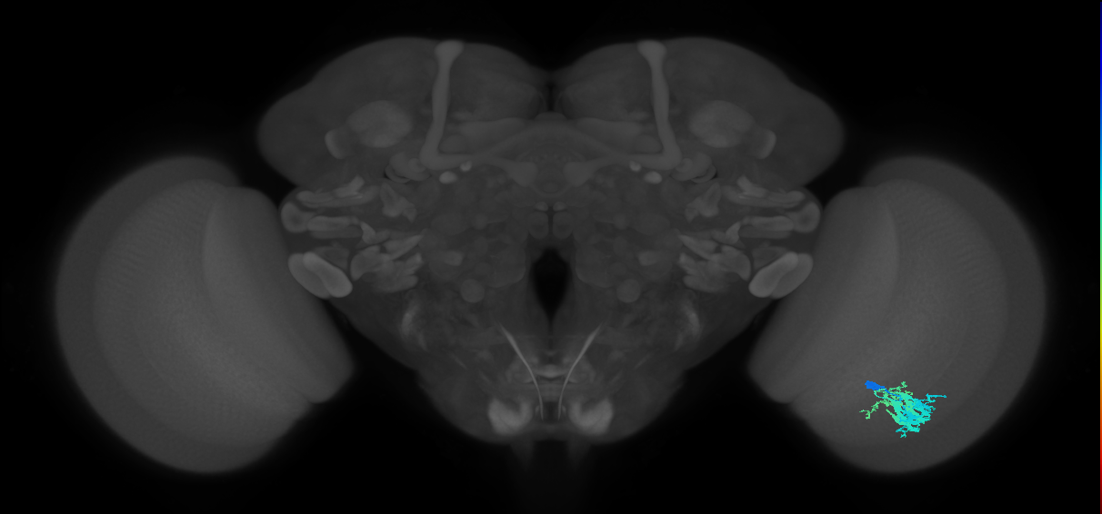 Dm9_R (MaleCNS:59217)
