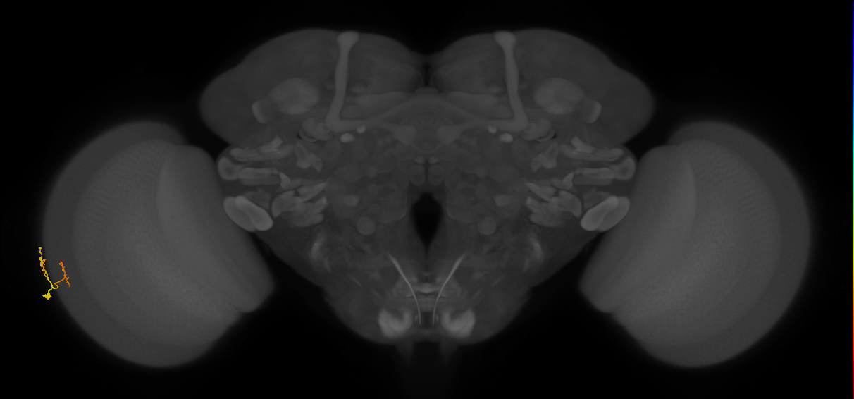 Dm9_L (MaleCNS:114761)