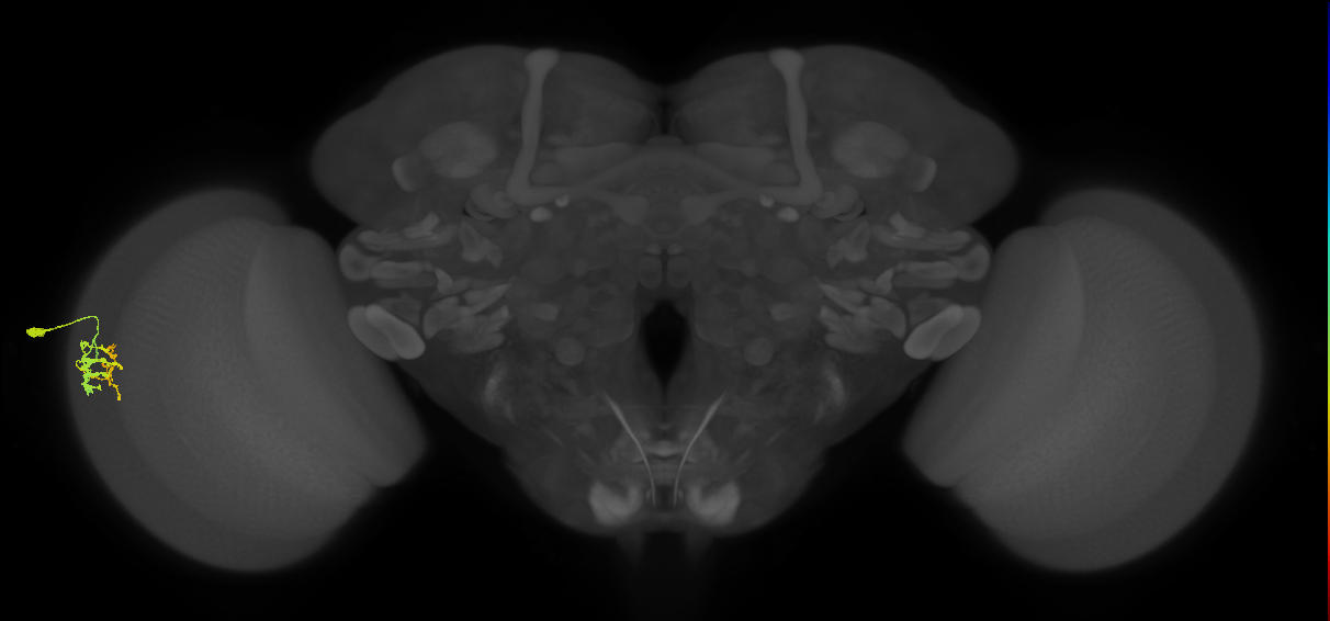 Dm9_L (MaleCNS:217907)