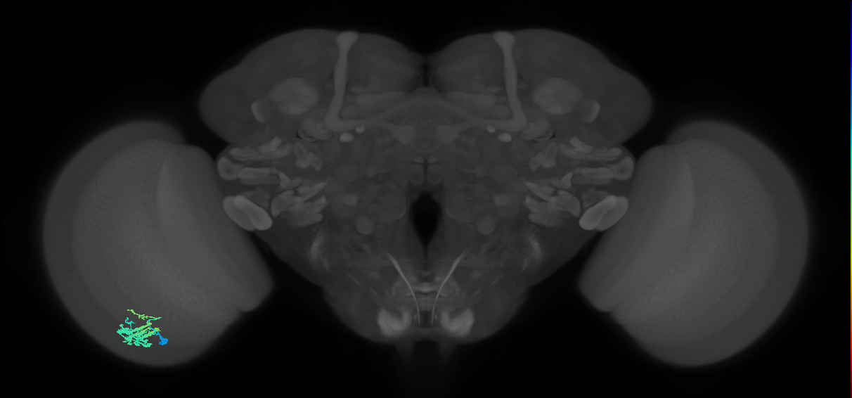 Dm9_L (MaleCNS:95245)
