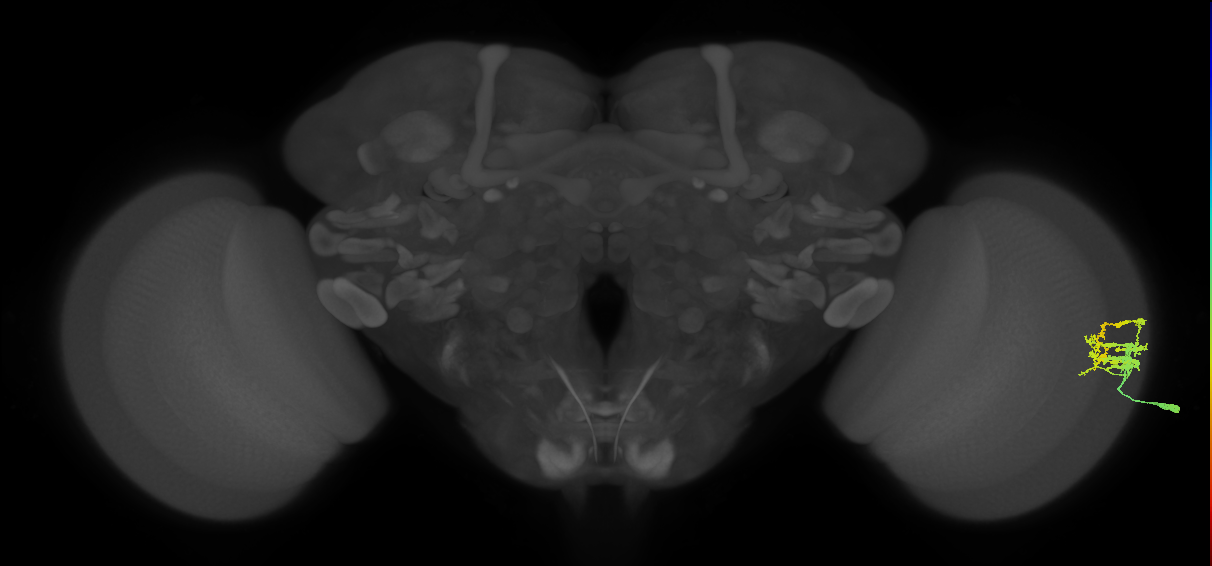 Dm9_R (MaleCNS:104496)