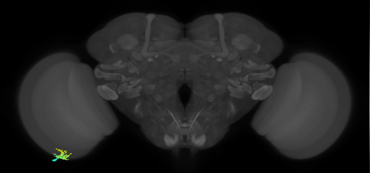 Dm9_L (MaleCNS:108318)