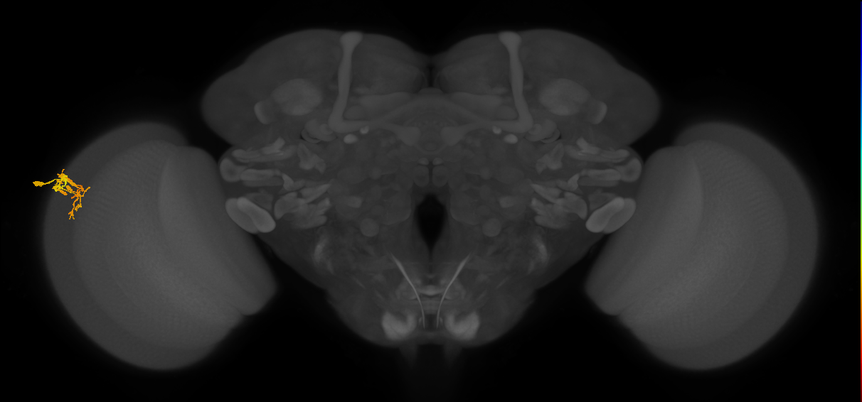 Dm9_L (MaleCNS:89365)