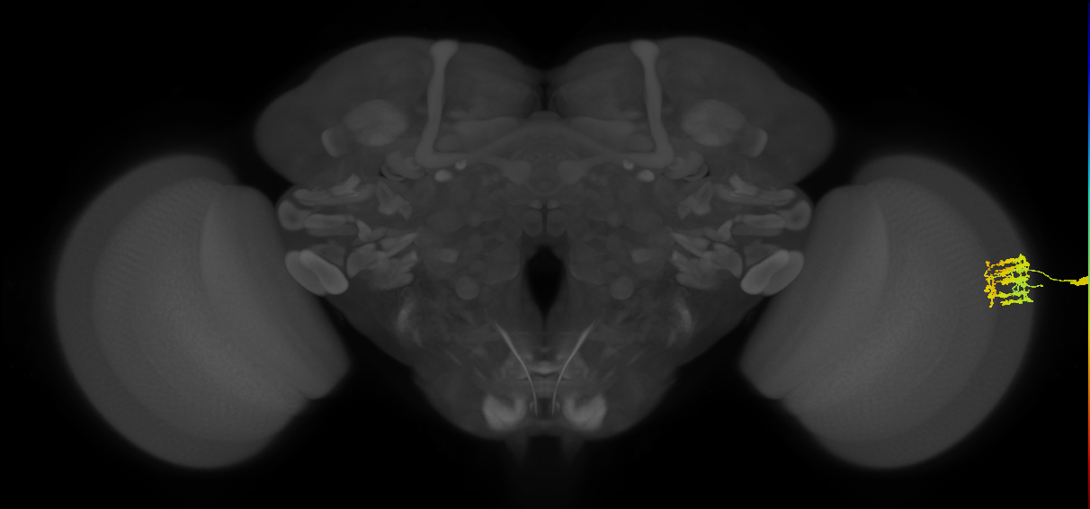 Dm9_R (MaleCNS:46901)