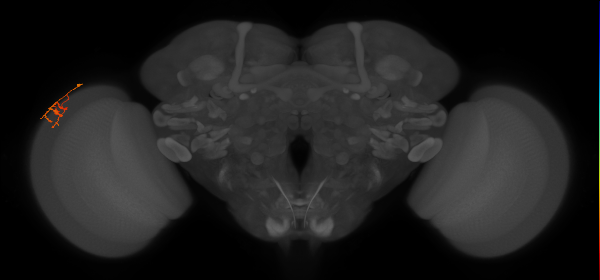 Dm9_L (MaleCNS:138720)